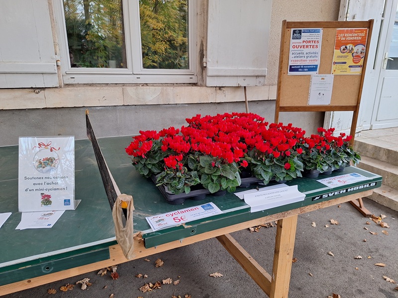 Les mini cyclamen étaient en vente à l'entrée du local